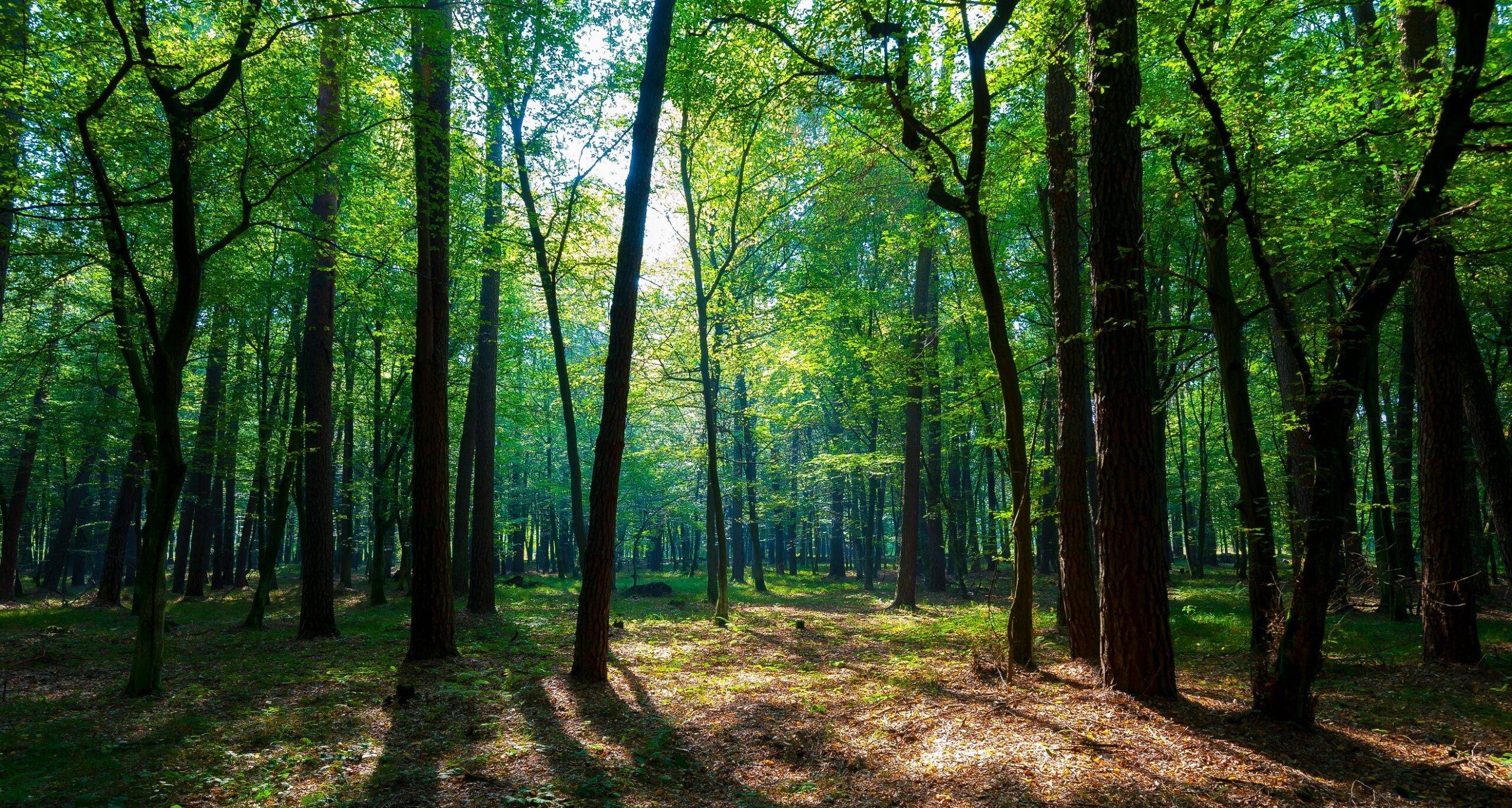 Trees in forest